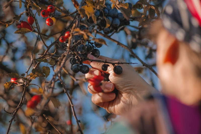 Summer Harvesting